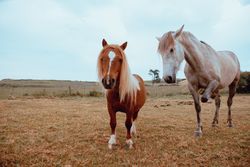 Horses grazing in dry field