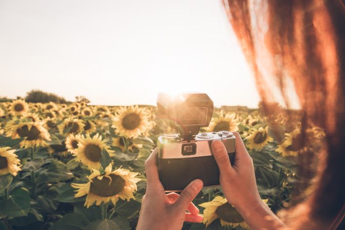 Person photographing sunflower on camera