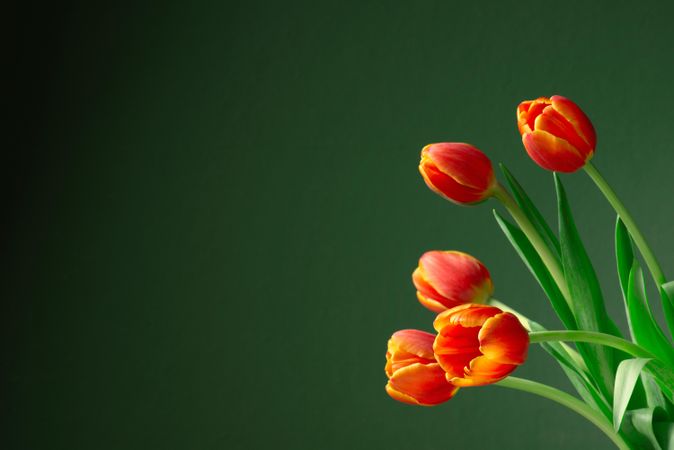 Side view of colorful tulip bulbs with copy space