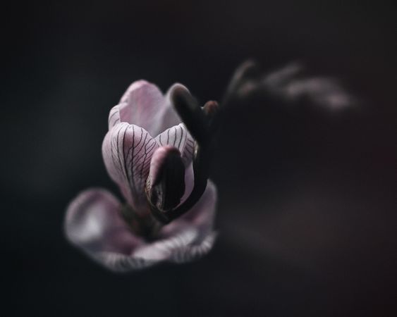 Small delicate pink flower on dark background, with copy space