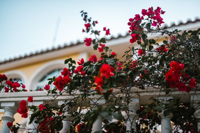 Beautiful flowers near old building