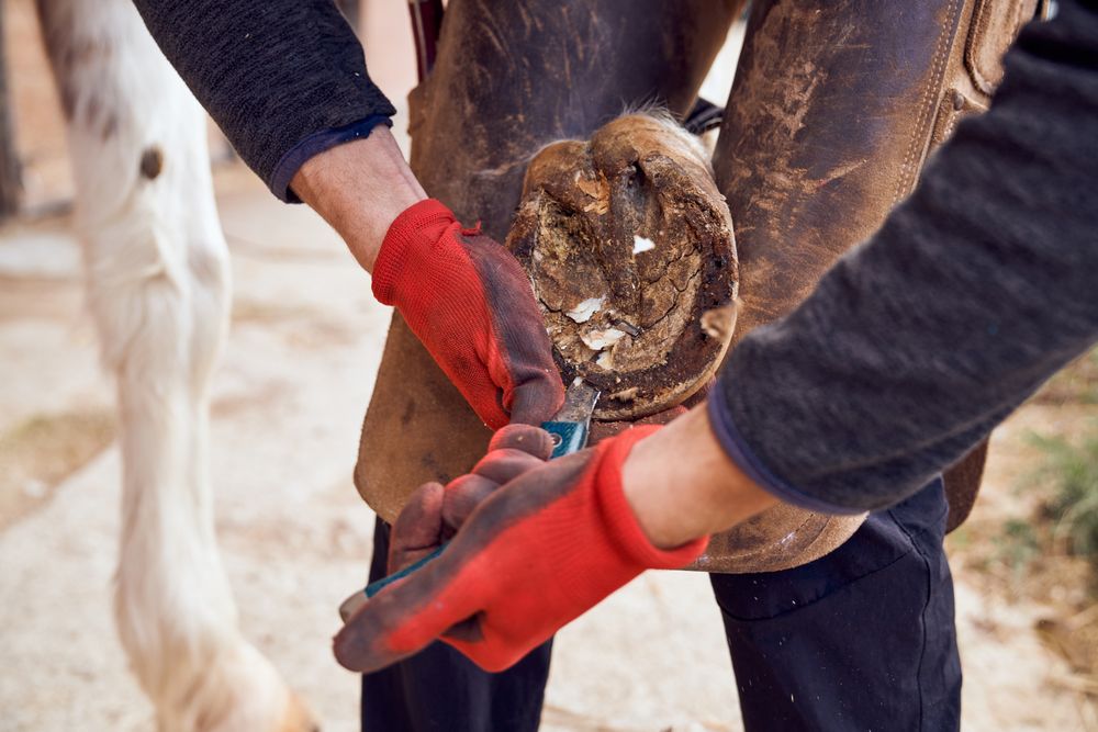 Blacksmith changing horseshoe to the leg of a horse using bald lime hammer pliers