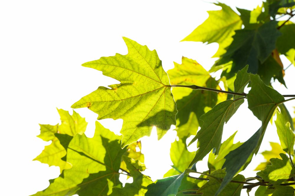 Beautiful maple leaves against sky in bright sunny morning