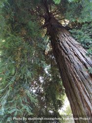 Upward shot of redwood tree from the trunk 4MqRa4