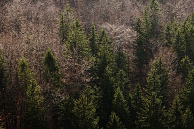 Mixed forest with coniferous and deciduous trees