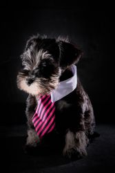 Cute purebred Schnauzer in tie