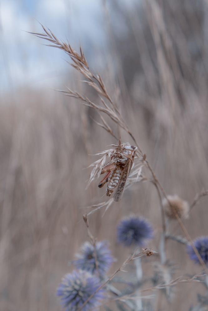 Dead cricket on straw chaff