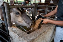 Hispanic Farmer Feeding a Cow. Close-Up