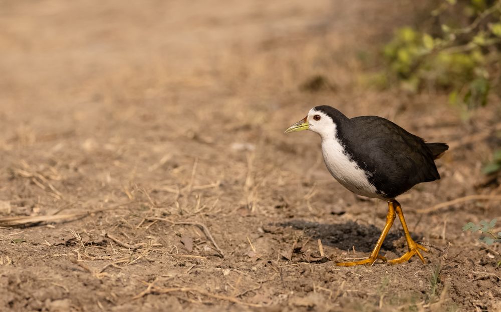Bird on brown soil