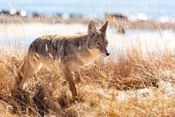 Coyote hunts along the shore of Yellowstone Lake
