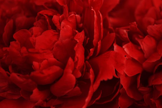 Close up of red petals of a peony flower