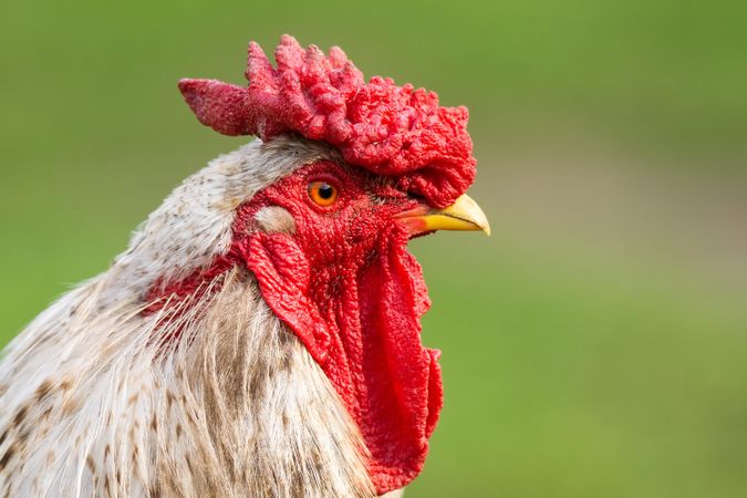 Rooster headshot