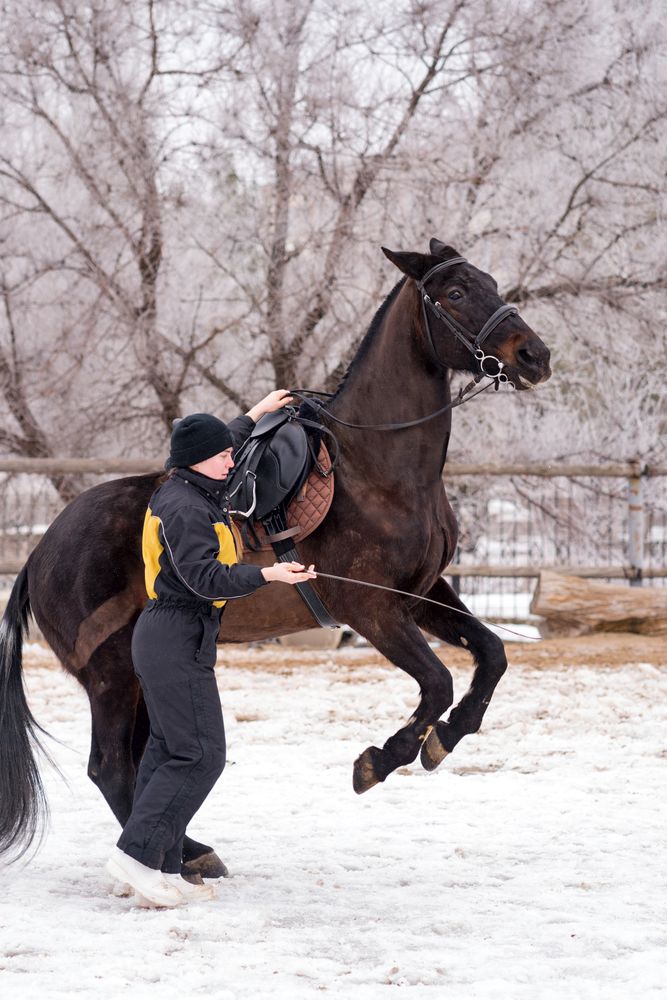 Horse leaping with handler in snowy enclosure. Dressage.