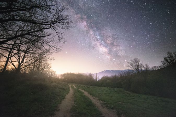 Dry tree in high grass under starry sky