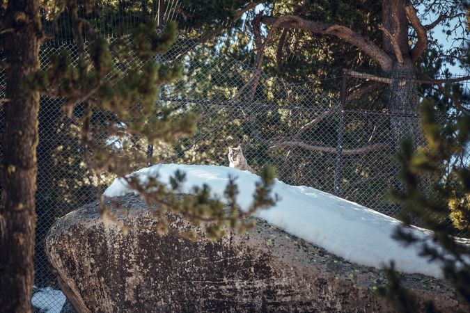 Lynx on stone with snow behind fence