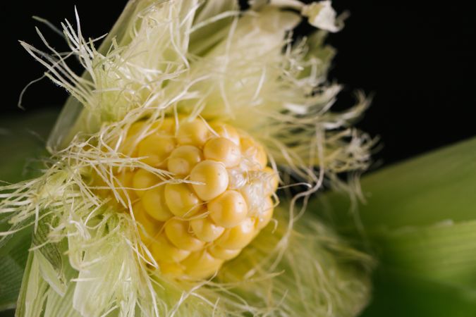 Phases of fresh corn peeling