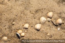 Closeup of yellow sand and seashells 5nEwm0