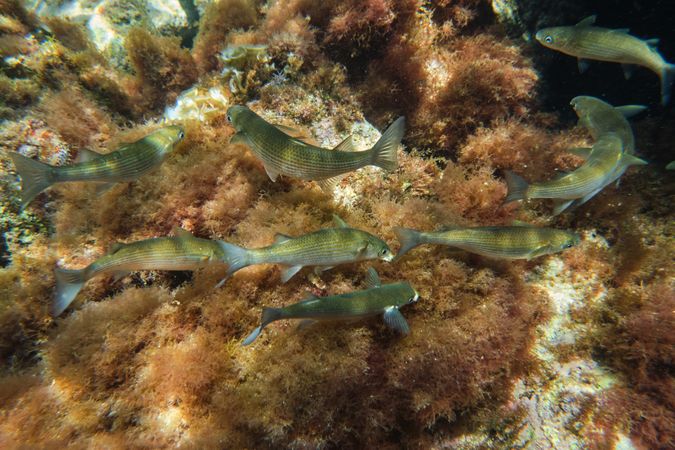 Sarpa salpa fish swimming near corals in sea