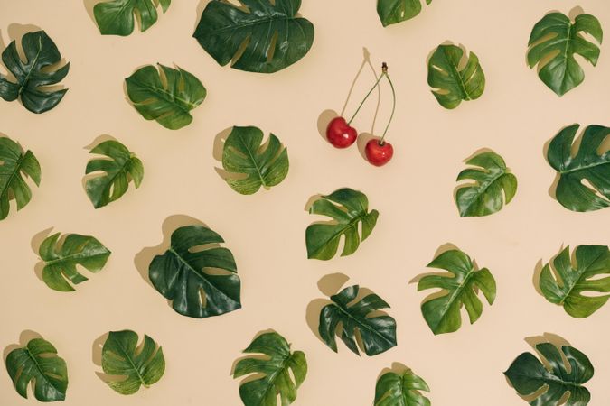 Monstera leaves arranged in a pattern on sand colored background with cherry