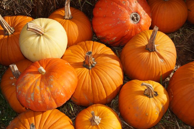 Pumpkins on hay in close-up