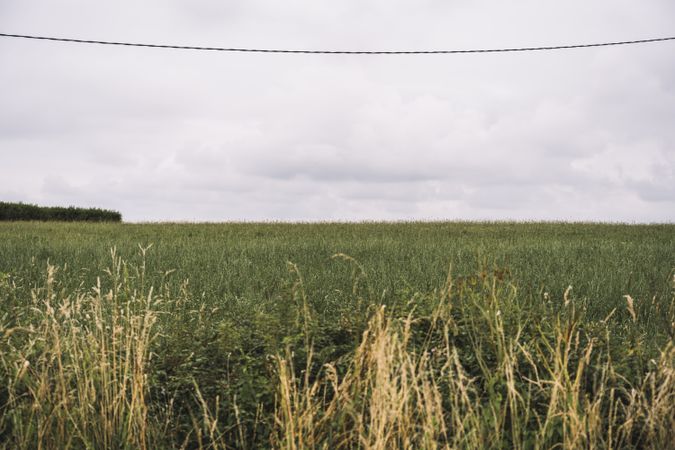 Beautiful meadow with grey sky