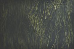 Oblong juicy grass on dark background