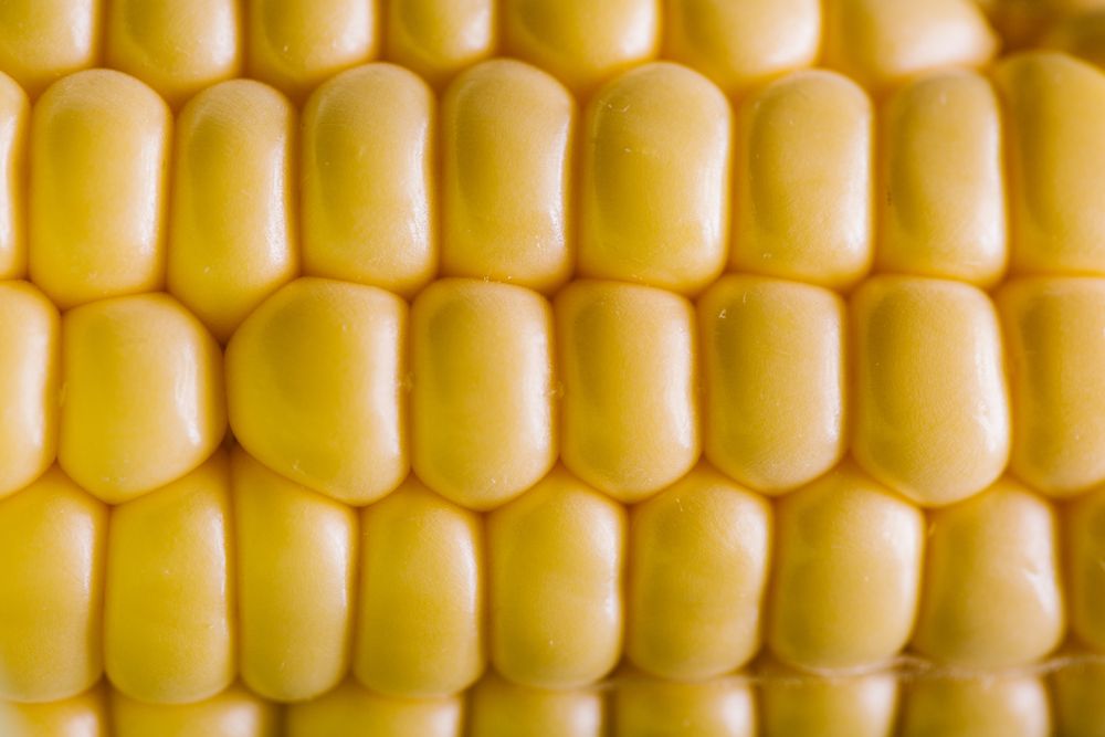Seeds of ripe fresh corn