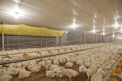 Poultry at chicken farm