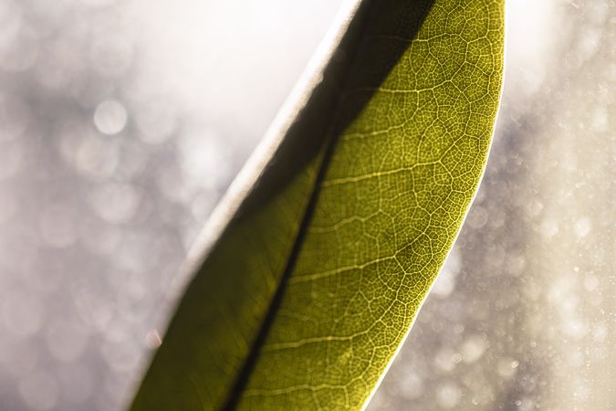 Close up of green leaf detail