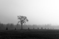 Big tree and little trees in Aitkin County, Minnesota