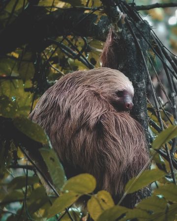 Pygmy three-toed sloth
