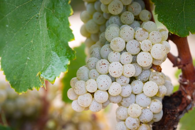 Vineyard with Lush, Ripe Wine Grapes on the Vine Ready for Harvest