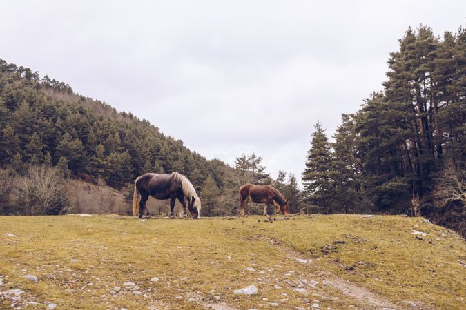 Peaceful horses eating grass at meadow by forest