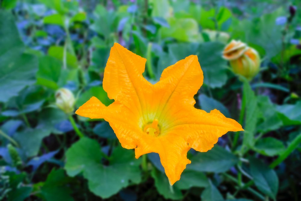 Orange flower in field
