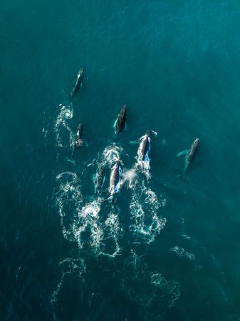 Aerial view of group of dolphins swimming in ocean