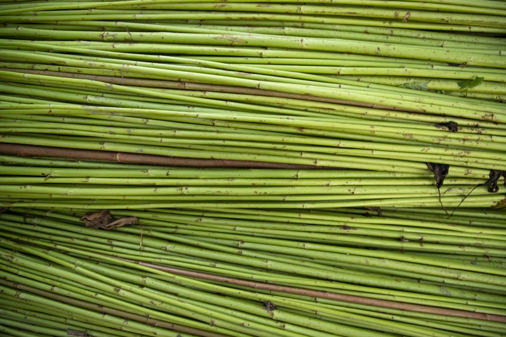 Green Raw Jute Texture background. This is the Called Golden Fiber in Bangladesh