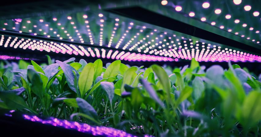 Vertical Farming Rack with Green Spinach Growing in Hydroponics System. LED Lamps Producing Ultraviolet Artificial Sunlight. Agriculture Technology with Efficient Use of Renewable Energy Sources