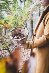 Person holding wicker basket full of hazelnut
