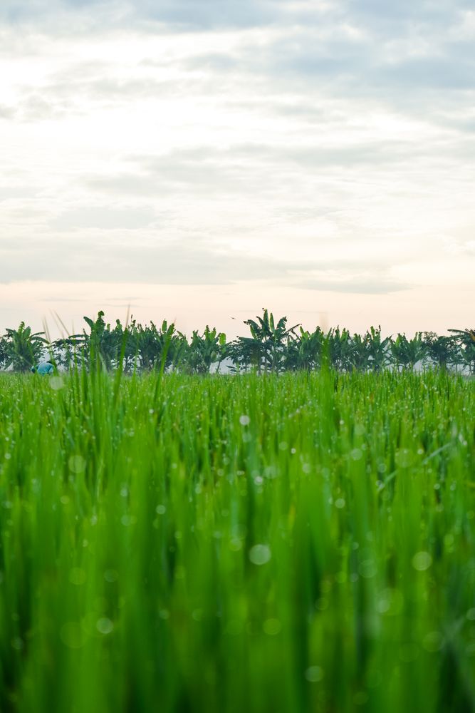 Vast grassy field surrounded by trees in Indonesia