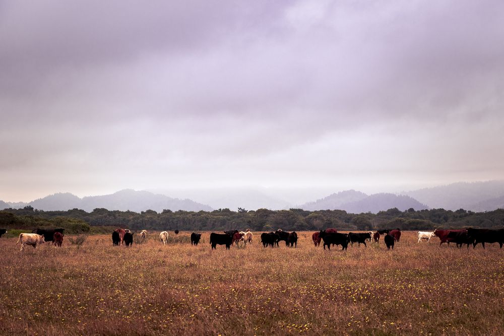 Cows grazing in dry mountain field on overcast day