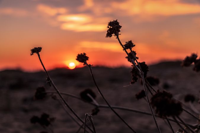 Foreground of dry flowers with sunsetting in orange sky