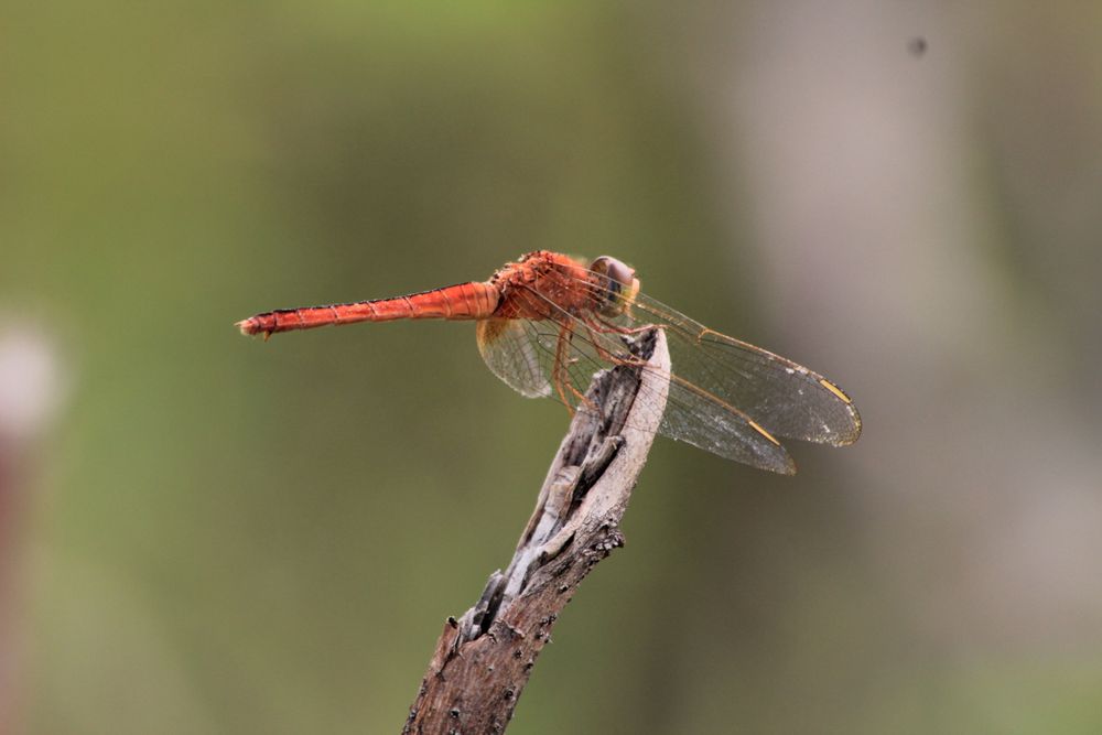 Dragon Fly On The Dry Branch