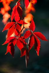 Bright red leaves on tree in sunlight