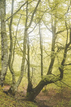 Path in green forest