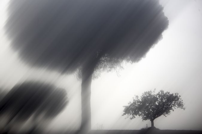 Defocused trees in sunset valley