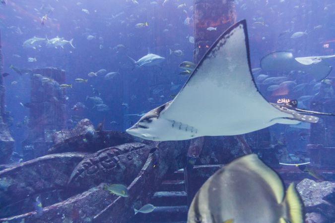 Various fish in large aquarium