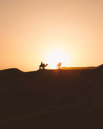 Silhouette of travelers on camels in sunset