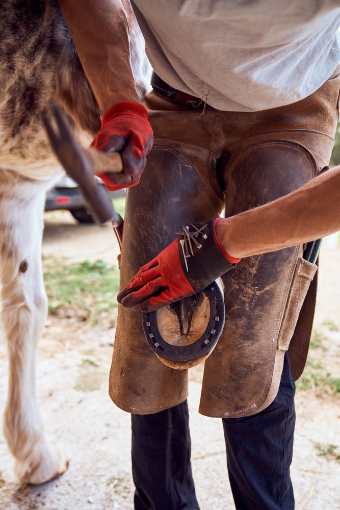 Farrier changing horseshoe in the stable