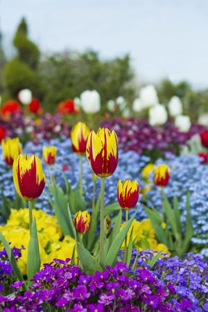 Red and yellow tulips in flower garden