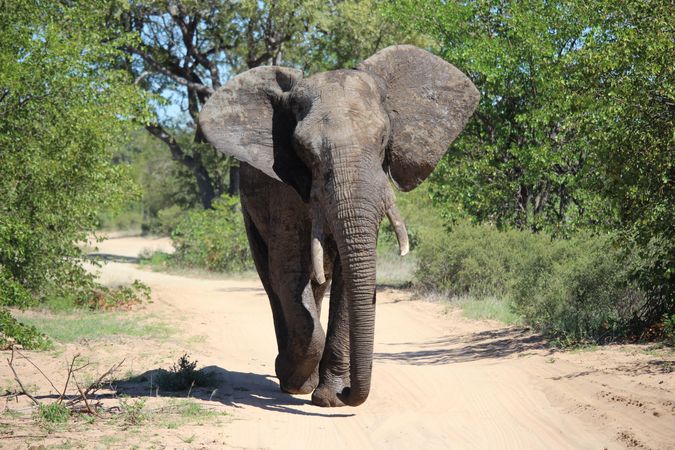 Gray elephant walking near trees
